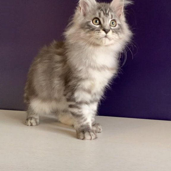 Maine Coon NOV Madagascar