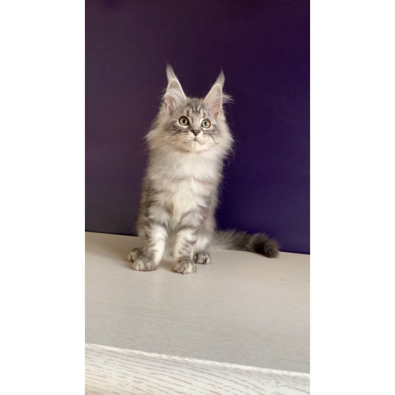 Maine Coon NOV Madagascar