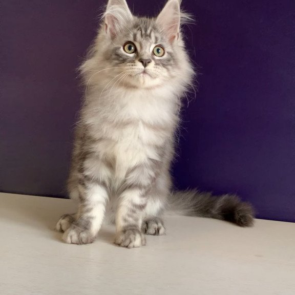 Maine Coon NOV Madagascar