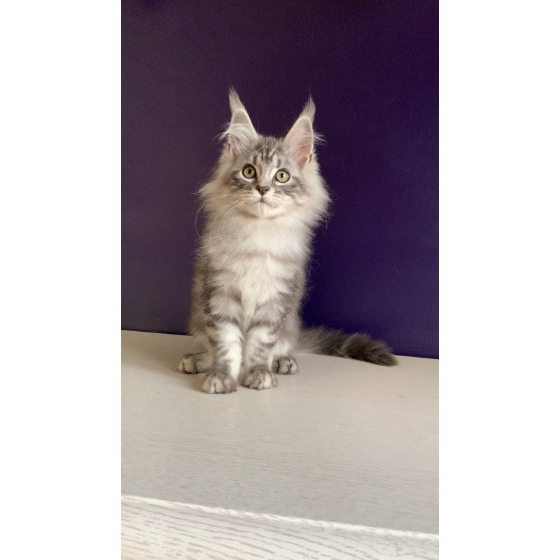 Maine Coon NOV Madagascar