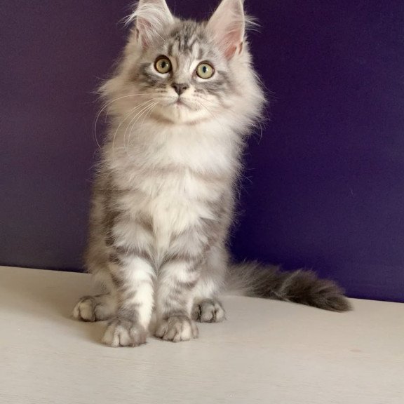Maine Coon NOV Madagascar