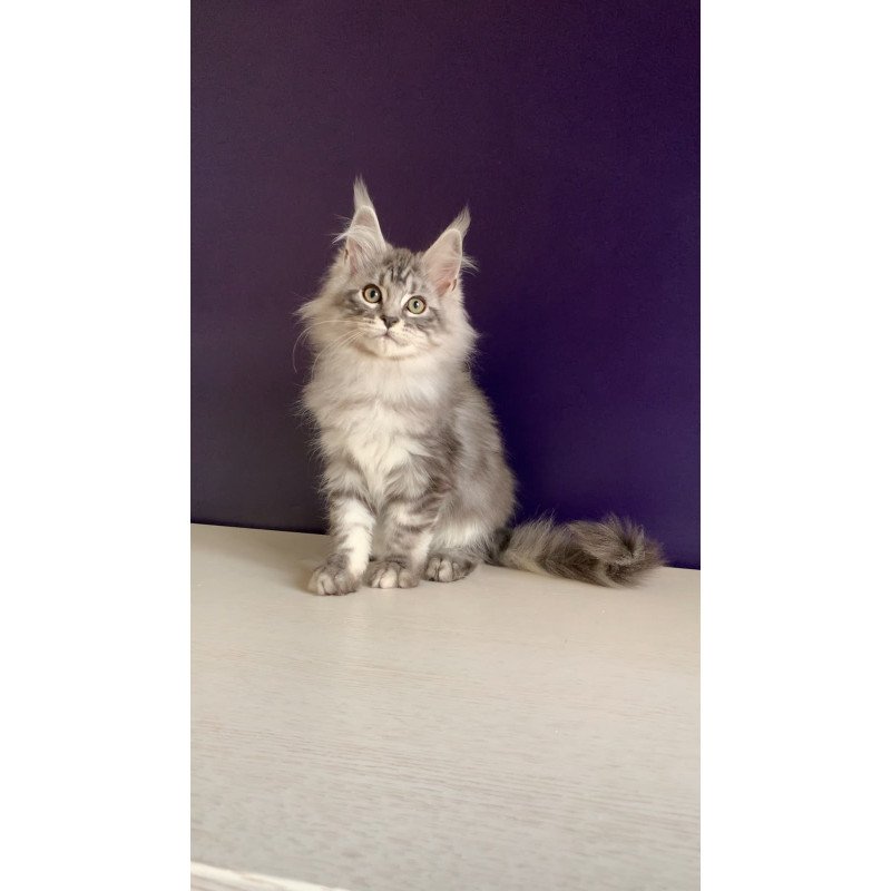 Maine Coon NOV Madagascar