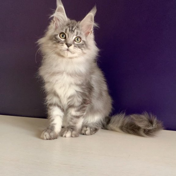 Maine Coon NOV Madagascar