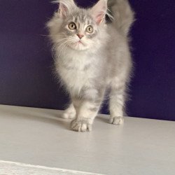 Maine Coon NOV Monaco
