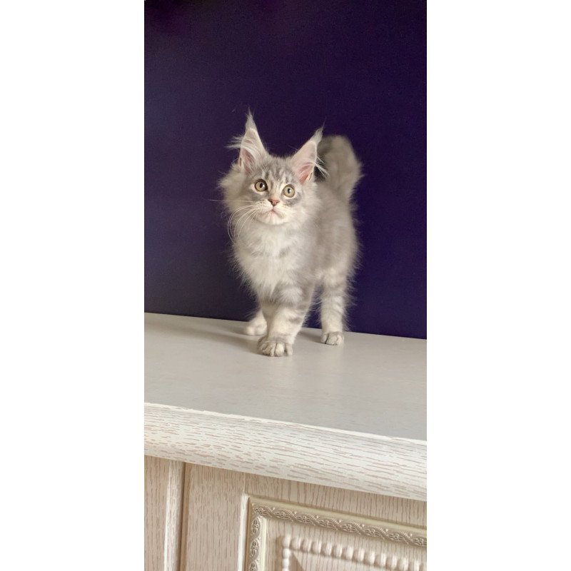 Maine Coon NOV Monaco
