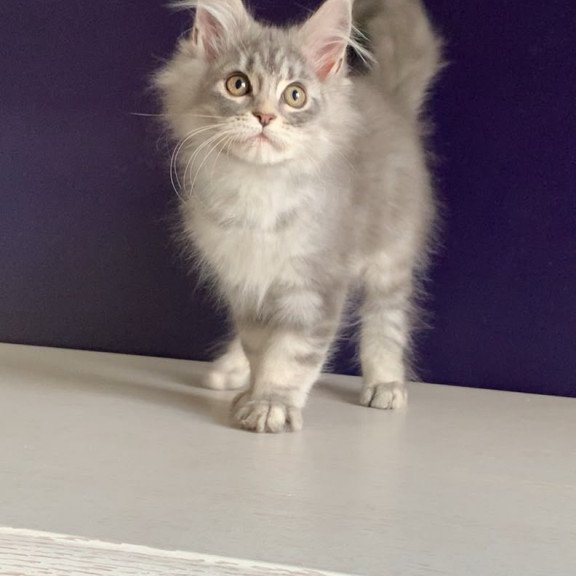 Maine Coon NOV Monaco