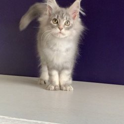 Maine Coon NOV Monaco