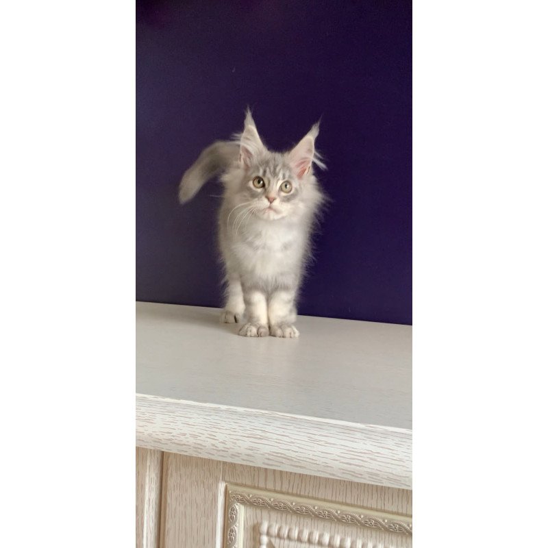 Maine Coon NOV Monaco