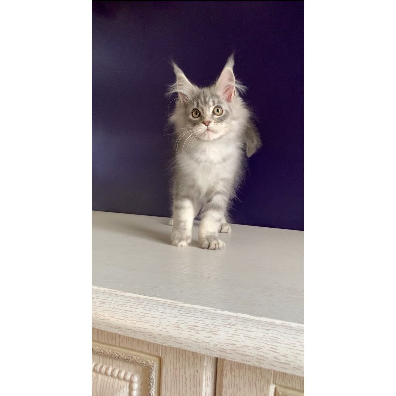 Maine Coon NOV Monaco
