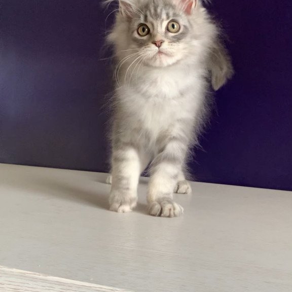 Maine Coon NOV Monaco
