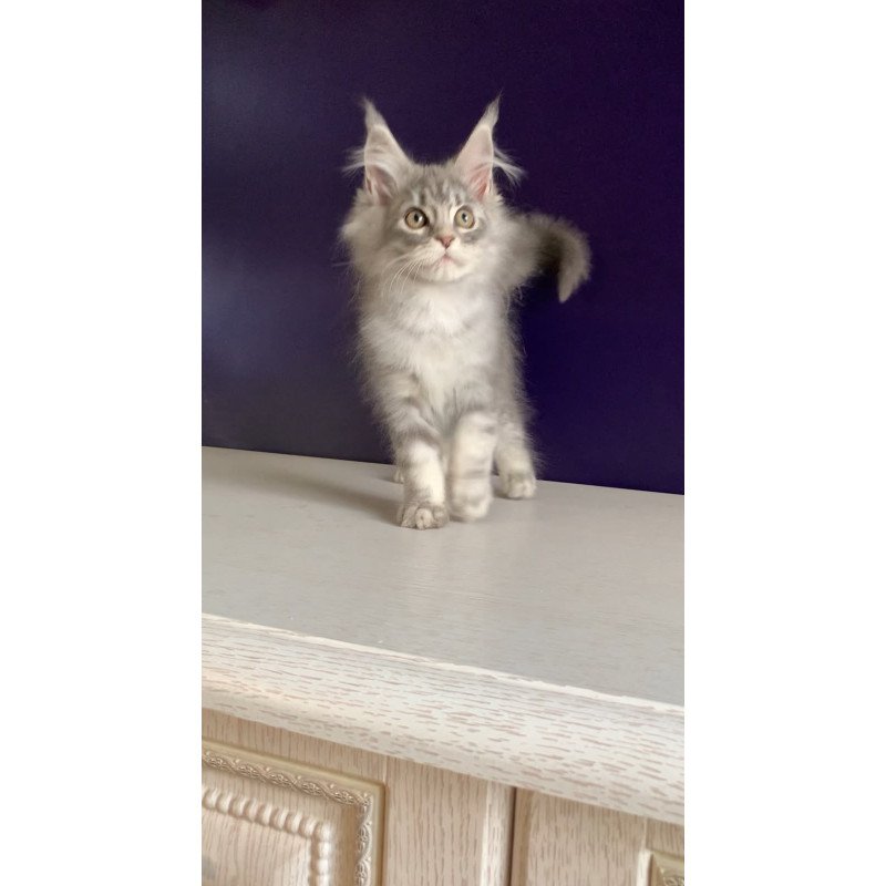 Maine Coon NOV Monaco