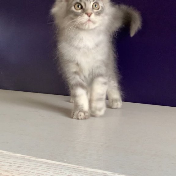 Maine Coon NOV Monaco