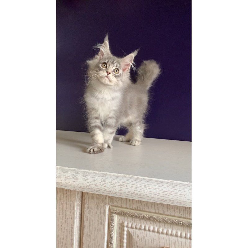 Maine Coon NOV Monaco