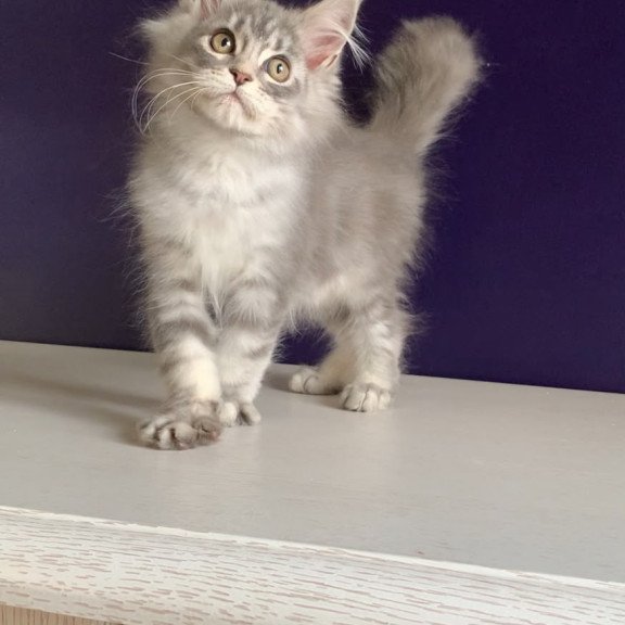 Maine Coon NOV Monaco