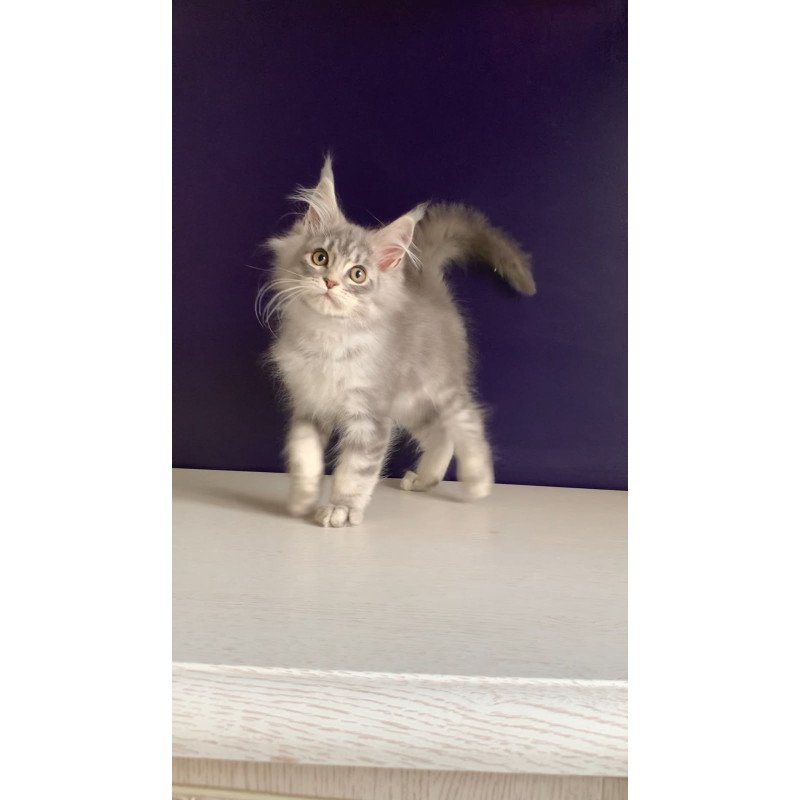 Maine Coon NOV Monaco