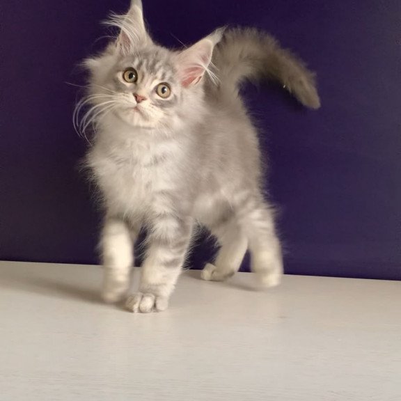 Maine Coon NOV Monaco