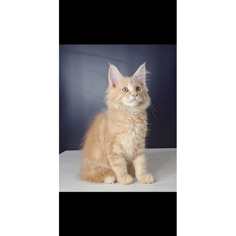 Maine Coon NOV Nemo