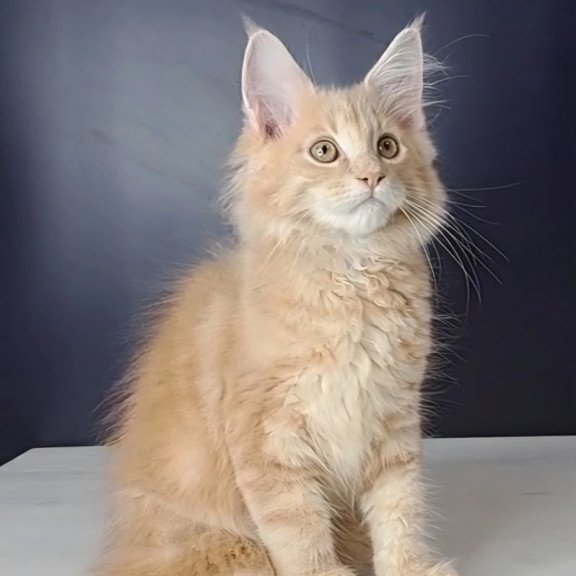 Maine Coon NOV Nemo