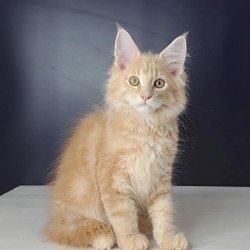 Maine Coon NOV Nemo