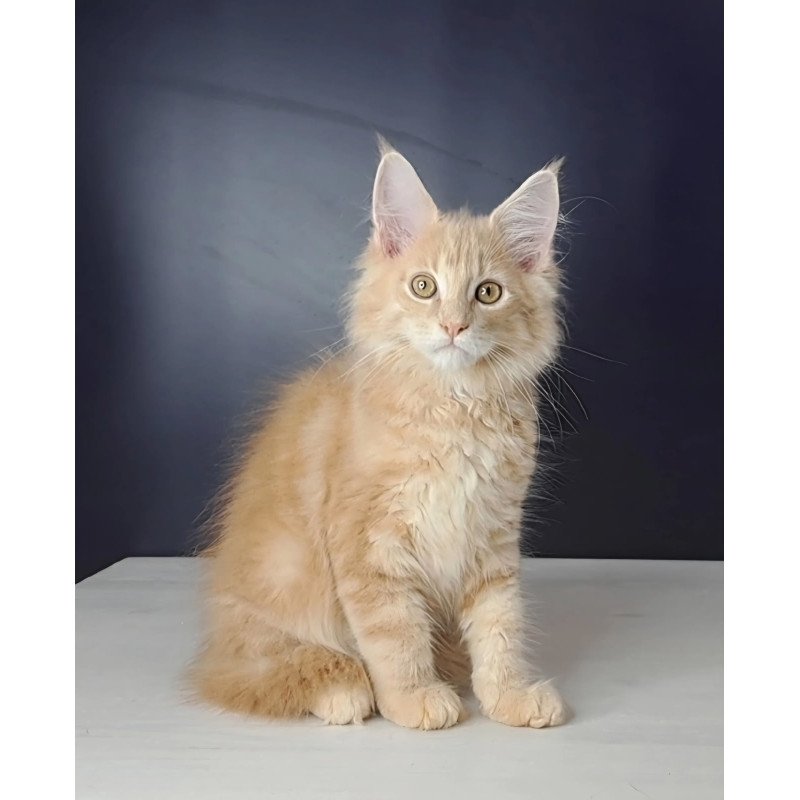 Maine Coon NOV Nemo