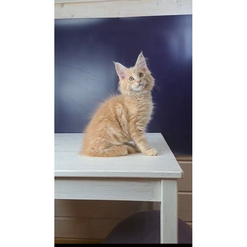 Maine Coon NOV Nemo