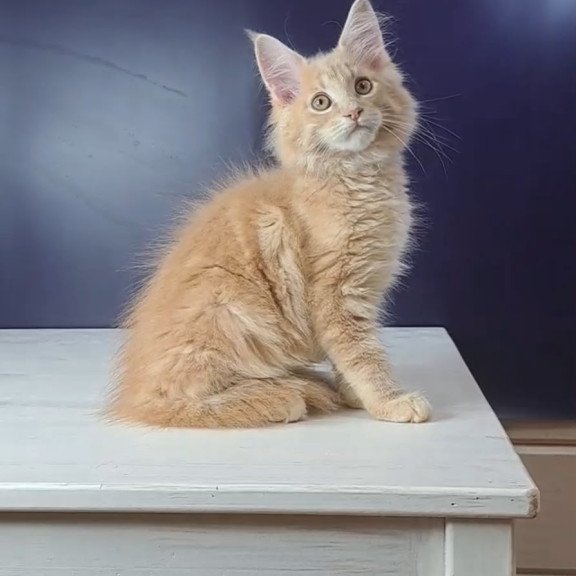 Maine Coon NOV Nemo