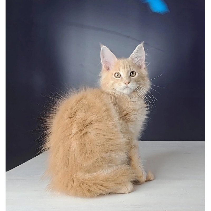 Maine Coon NOV Nemo