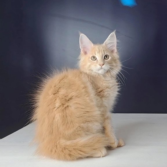 Maine Coon NOV Nemo