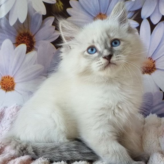 Siberian NOV Ciyana