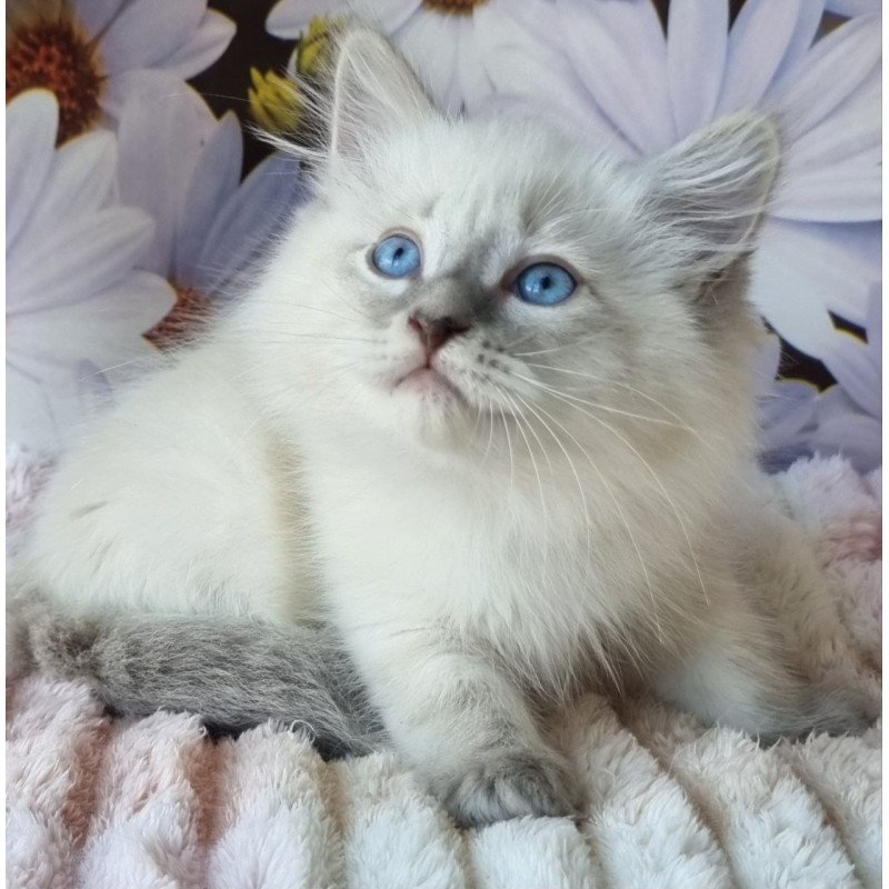 Siberian NOV Ciyana