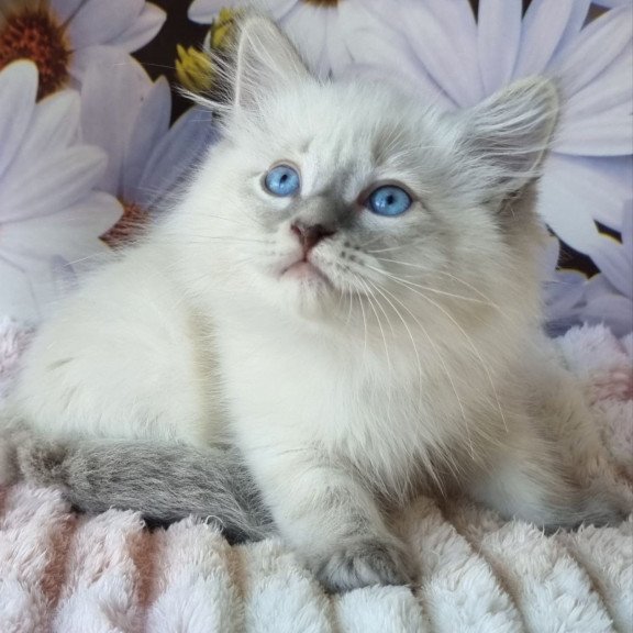 Siberian NOV Ciyana