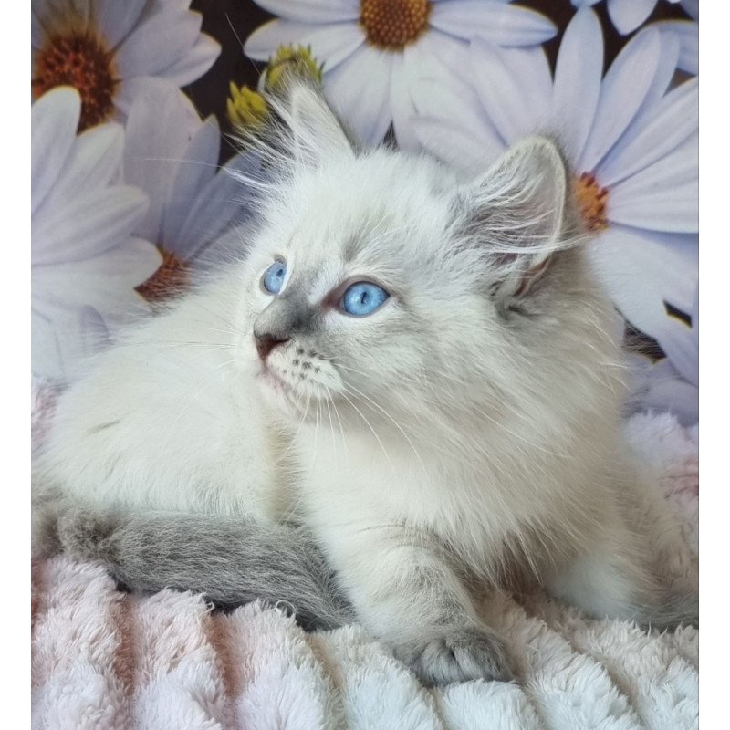 Siberian NOV Ciyana