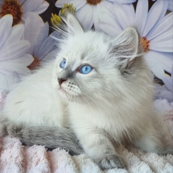 Siberian NOV Ciyana