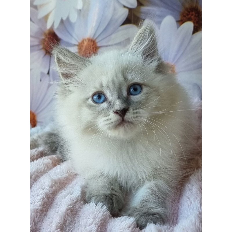 Siberian NOV Ciyana