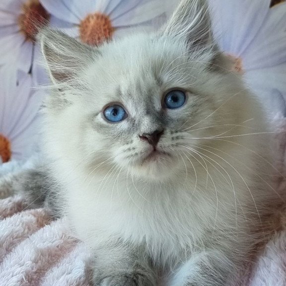 Siberian NOV Ciyana