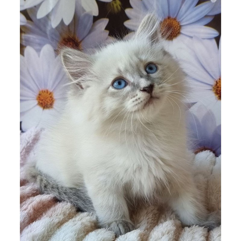Siberian NOV Ciyana