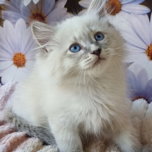 Siberian NOV Ciyana