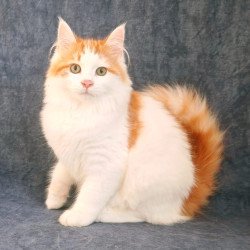 Siberian NOV Ponchik