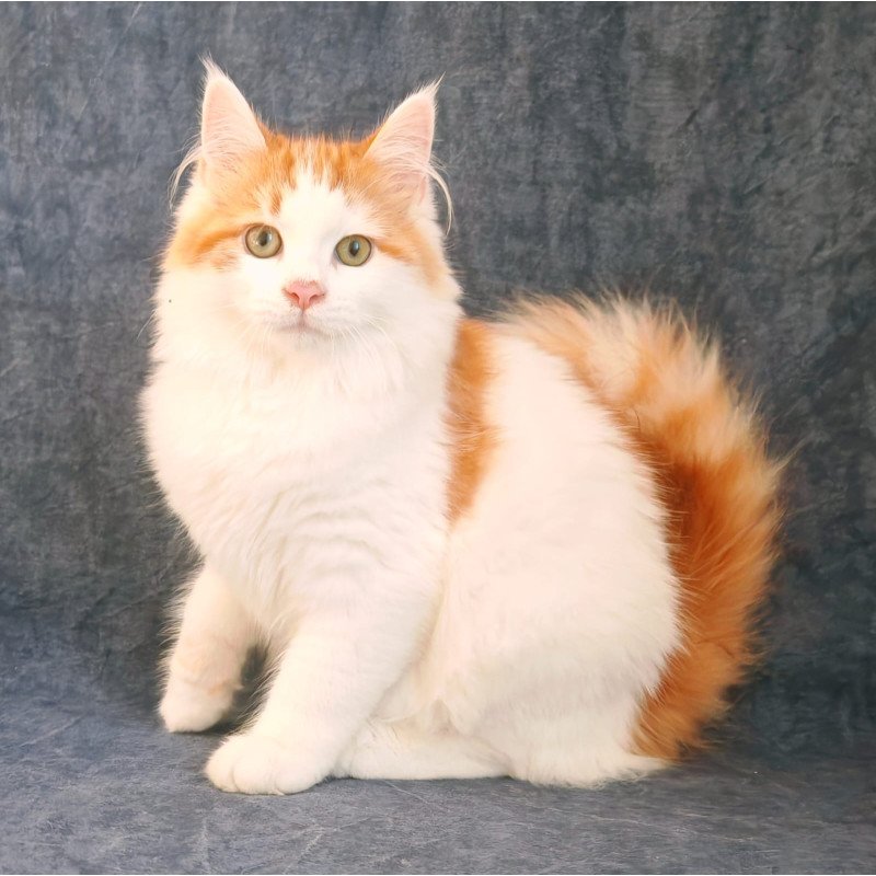 Siberian NOV Ponchik