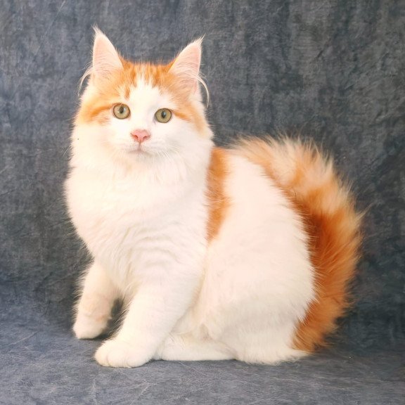 Siberian NOV Ponchik