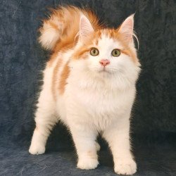 Siberian NOV Ponchik