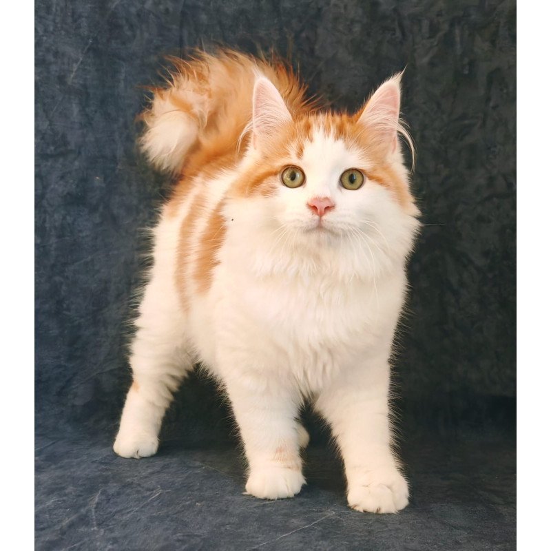 Siberian NOV Ponchik