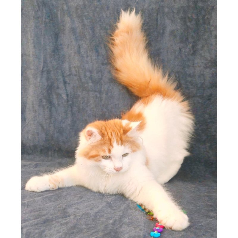 Siberian NOV Ponchik