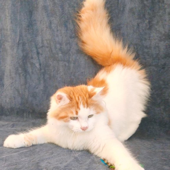 Siberian NOV Ponchik