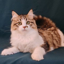 Siberian NOV Pyatnyshko