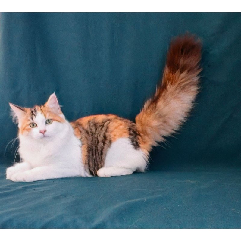 Siberian NOV Pelageya