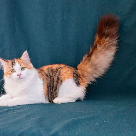 Siberian NOV Pelageya