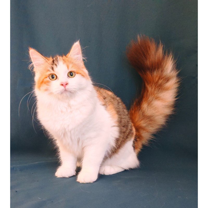 Siberian NOV Pelageya