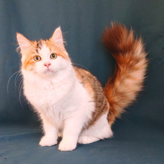 Siberian NOV Pelageya
