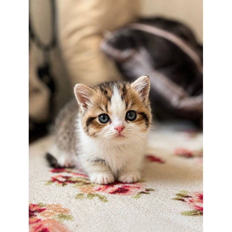 Munchkin Simic